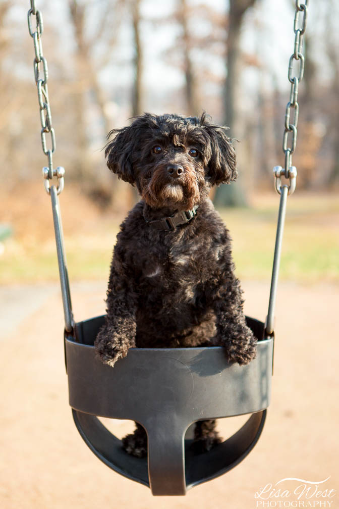 Black puppy in swing