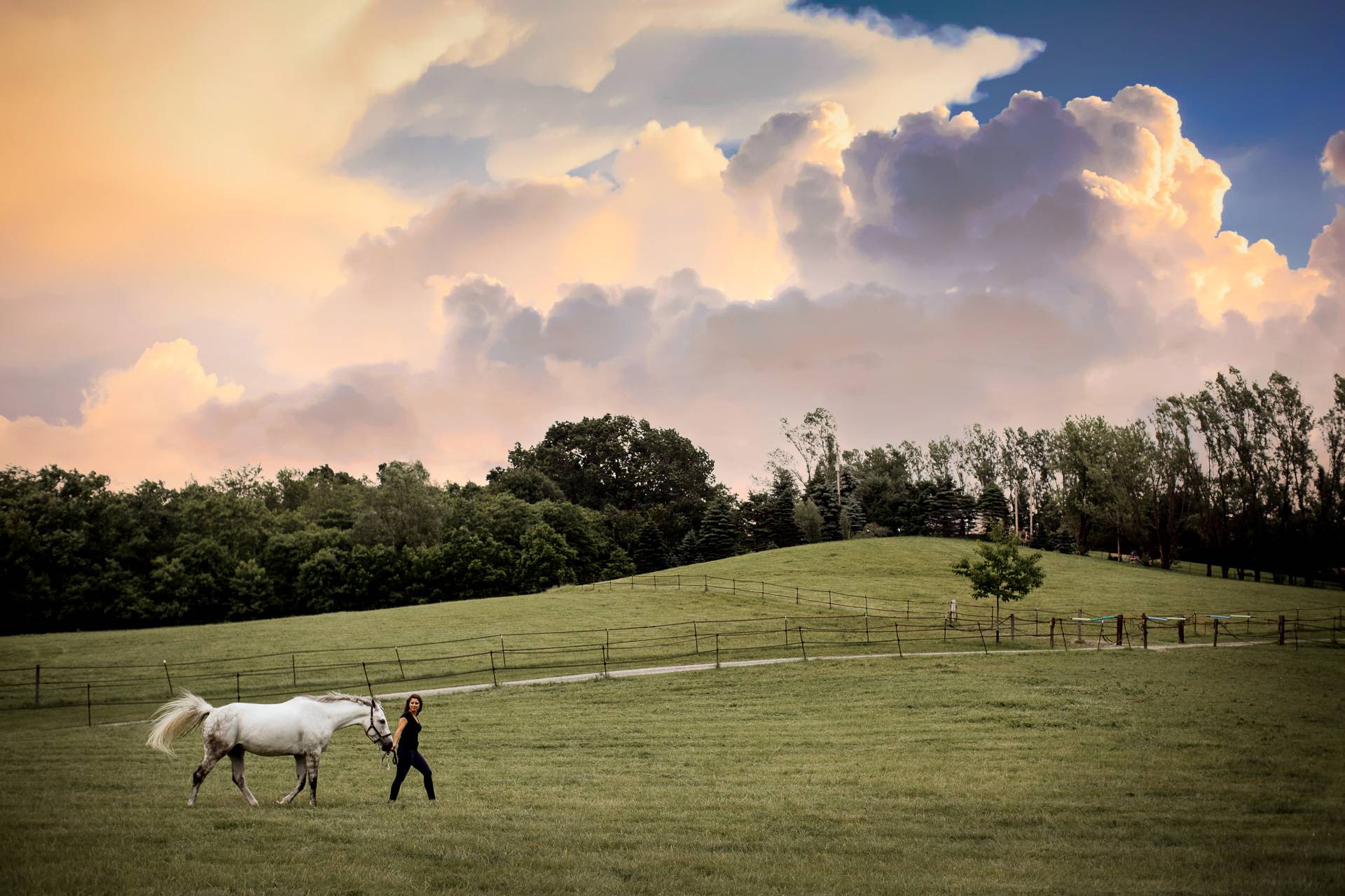 horse photography Pittsburgh